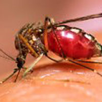 zika, seksuelt, spredes