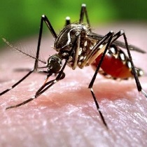 zika, sygdom